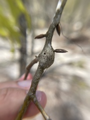 Zapatella quercusmedullae
