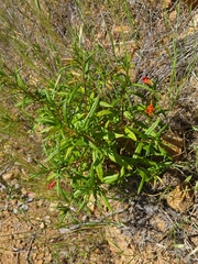 Diplacus parviflorus