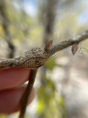 Zapatella quercusmedullae