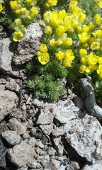 Draba densifolia