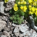 Draba densifolia - Photo no hay derechos reservados