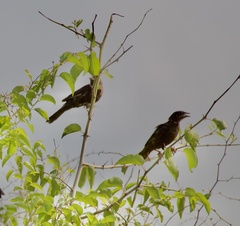 Bubalornis niger niger