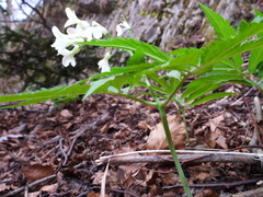 Cardamine kitaibelii