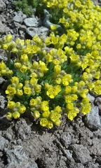Draba densifolia