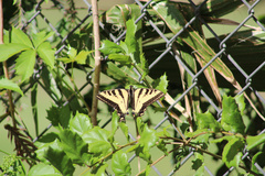 Papilio rutulus
