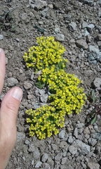 Draba densifolia