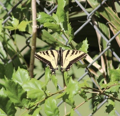 Papilio rutulus