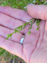 Galium catalinense catalinense