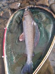 Thymallus thymallus