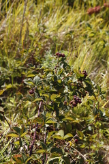 Rubus affinis
