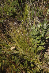 Senecio subcanescens