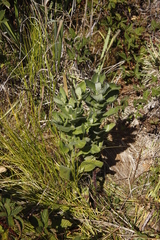 Senecio subcanescens
