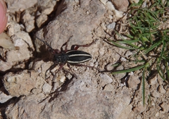 Dorcadion pilosipenne