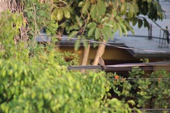 Haemorhous mexicanus