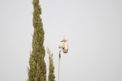 Streptopelia decaocto