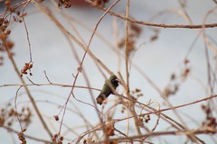 Cynanthus latirostris