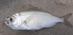Eucinostomus harengulus