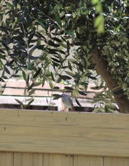 Zonotrichia leucophrys