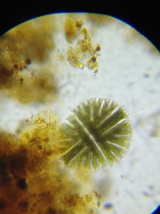 Micrasterias apiculata