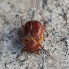 Holochelus aequinoctialis