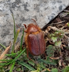 Holochelus aequinoctialis