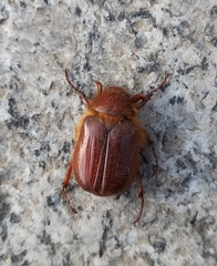 Holochelus aequinoctialis