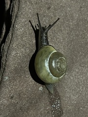 Cepaea nemoralis