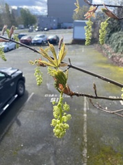 Acer macrophyllum