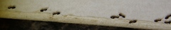 Technomyrmex pallipes