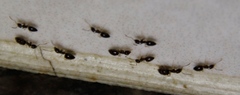 Technomyrmex pallipes