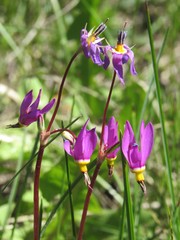 Primula pauciflora pauciflora