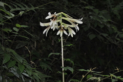 Cardiocrinum giganteum