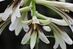 Cardiocrinum giganteum