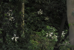 Cardiocrinum giganteum