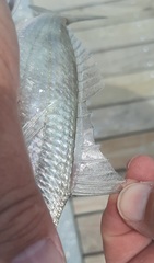 Eucinostomus harengulus