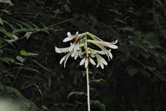 Cardiocrinum giganteum