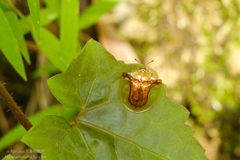 Aspidimorpha furcata