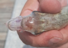 Eucinostomus harengulus