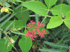 Jatropha podagrica