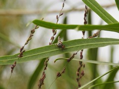 Pterotaenia fasciata