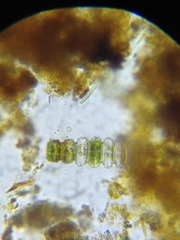 Desmidium grevillei
