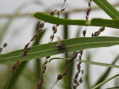 Pterotaenia fasciata