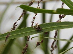Pterotaenia fasciata