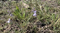 Linaria nigricans
