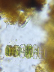 Desmidium grevillei