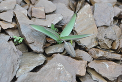 Fritillaria delavayi