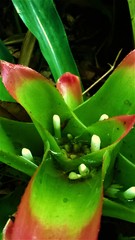 Nidularium innocentii