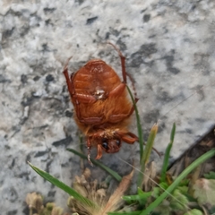 Holochelus aequinoctialis