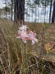 Rhododendron atlanticum