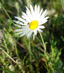 Aphanostephus skirrhobasis